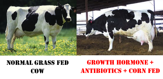 growth-hormone-cows.png