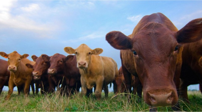 Grass Fed Beef Taste Test