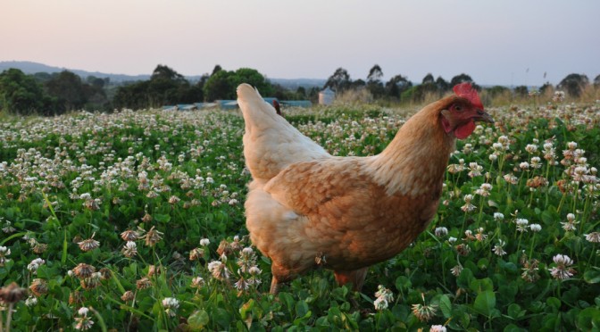 Free Range Eggs