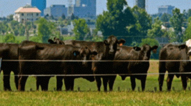 US Beef Herd at All Time Low